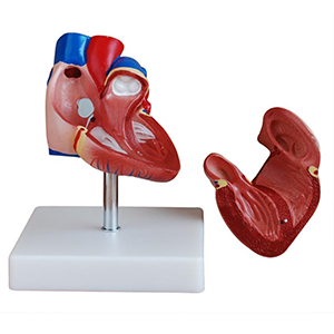 New Style Life-Size Heart Model